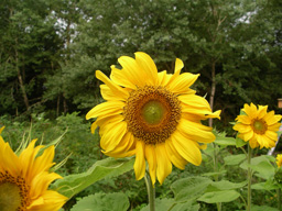 Tournesols